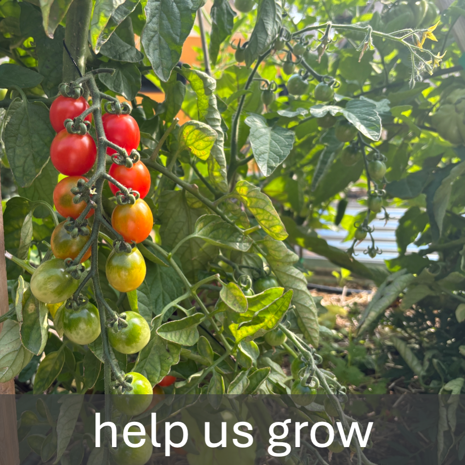 Join our free-choice CSA