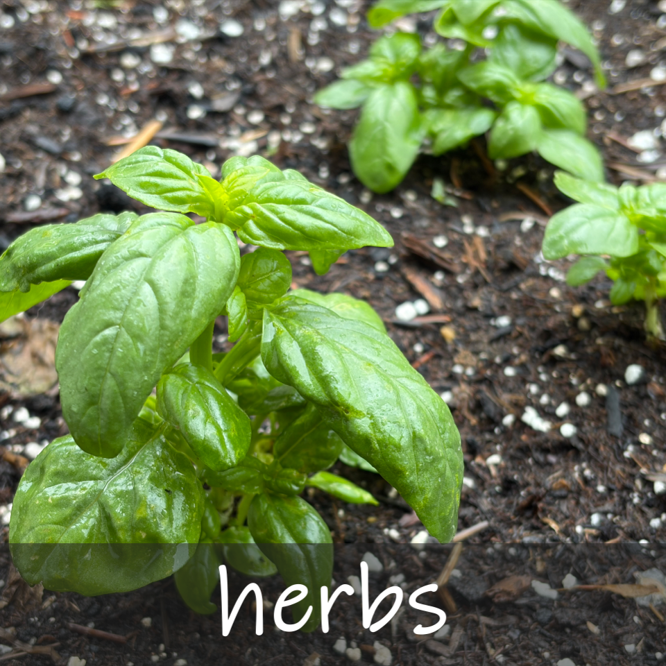 Herbs
