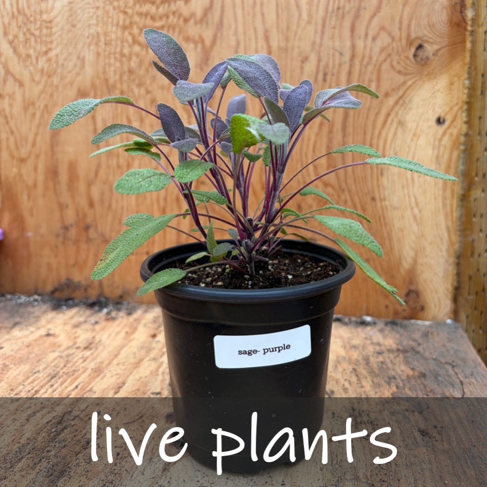 Live plants