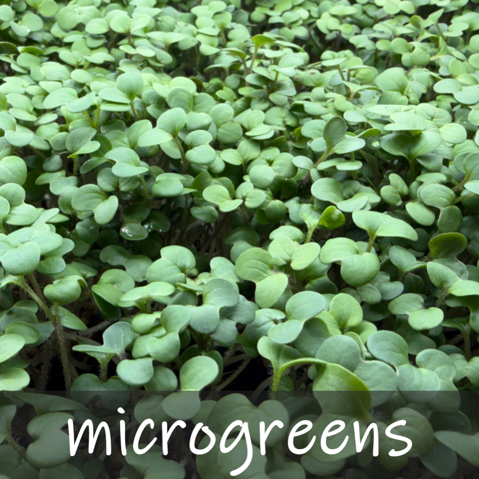 Microgreens