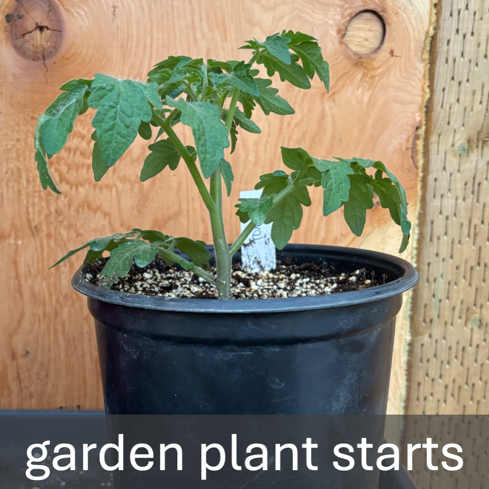 2026 plant starts (PREORDER)