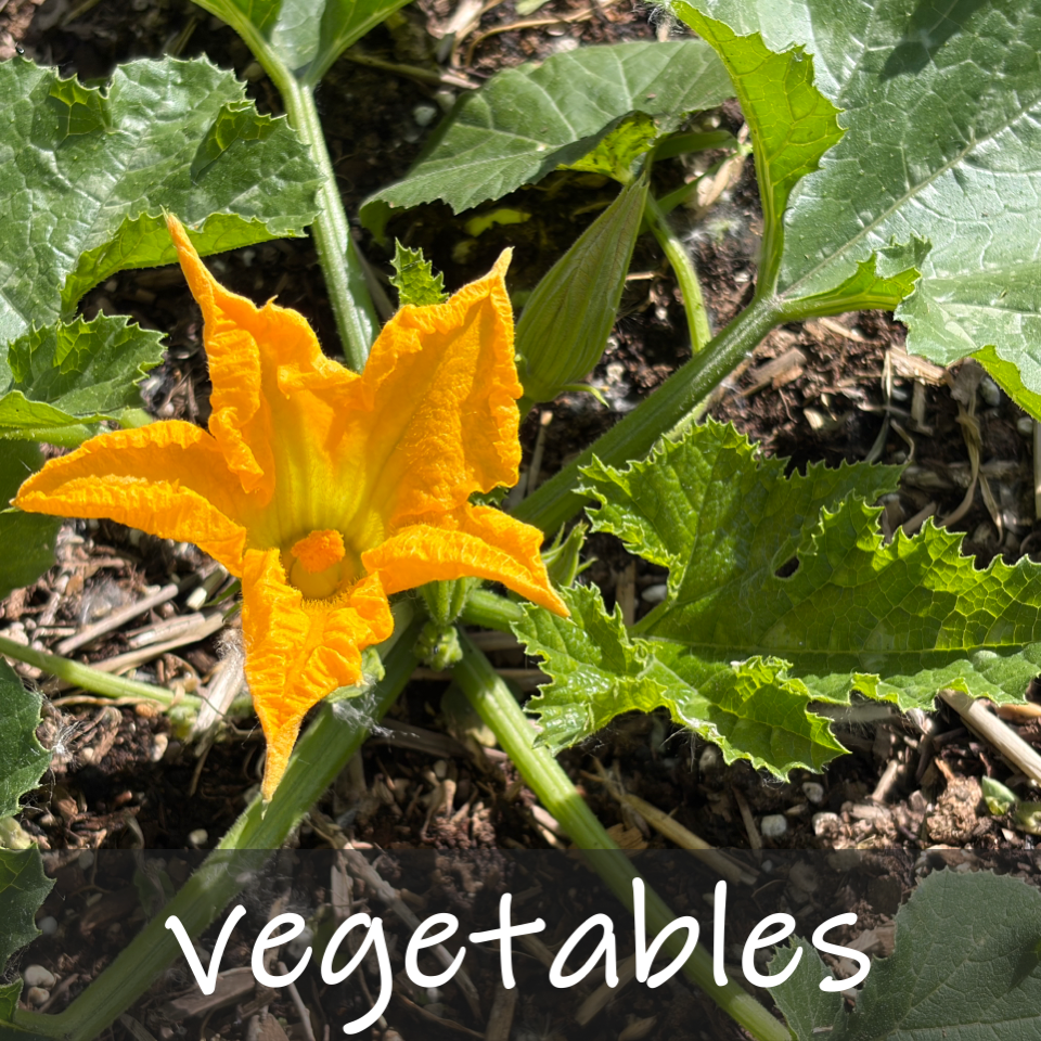 Vegetables