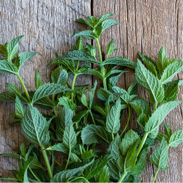 Mint- Peppermint (2026 plant starts- PREORDER)