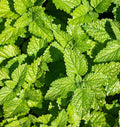 Lemon Balm (2026 plant starts- PREORDER)