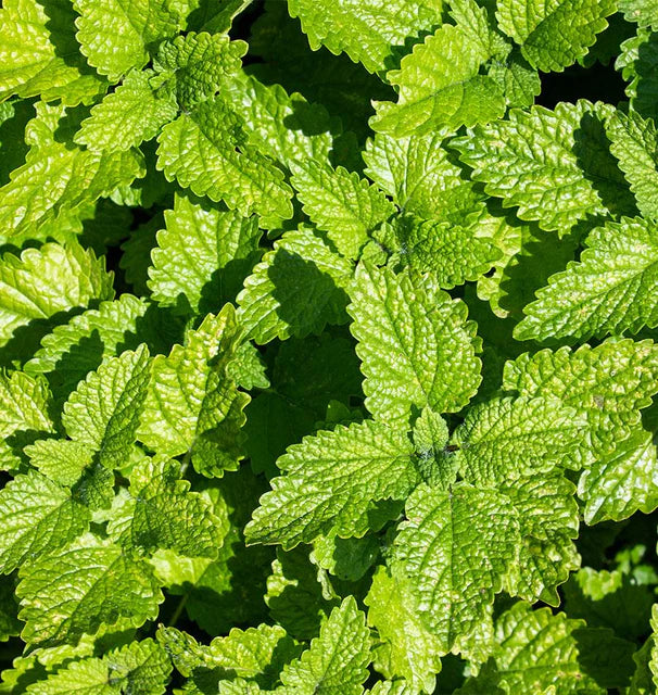 Lemon Balm (2026 plant starts- PREORDER)