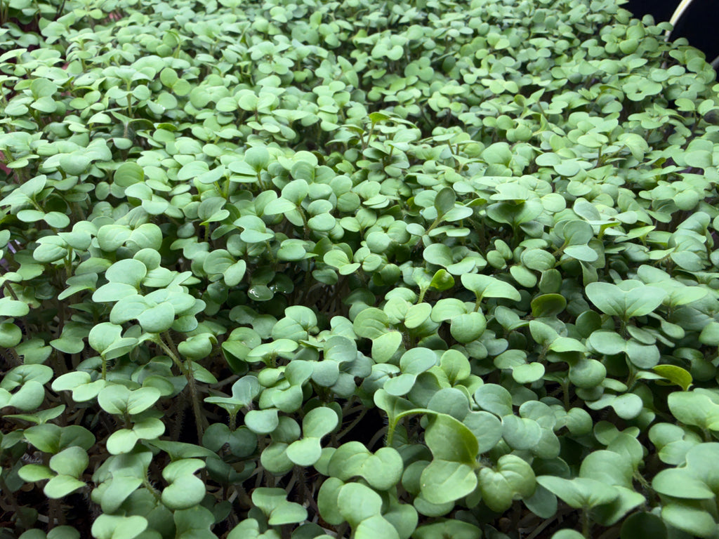 Microgreens- mustard