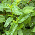 Mint
