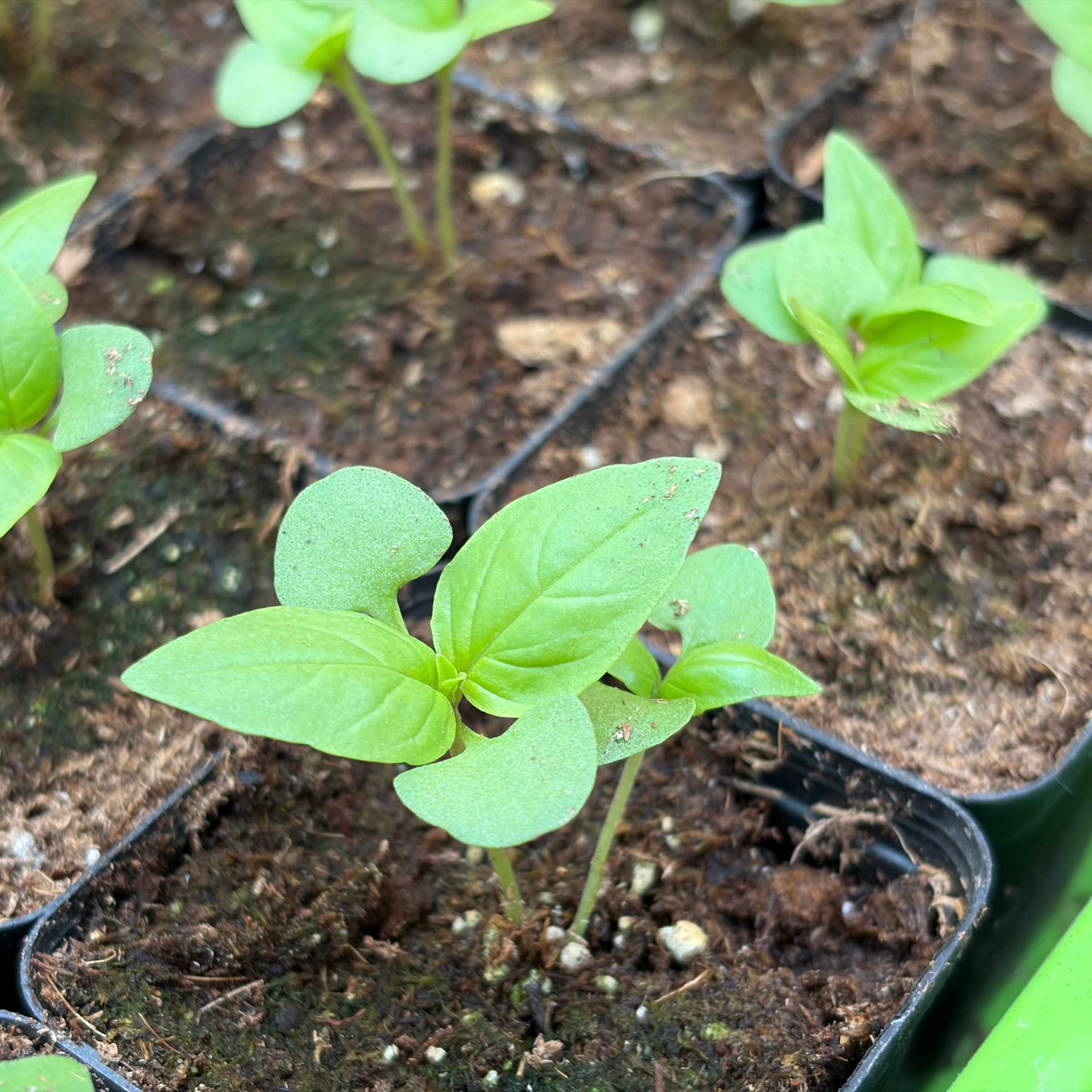 Thai basil- 2" pot