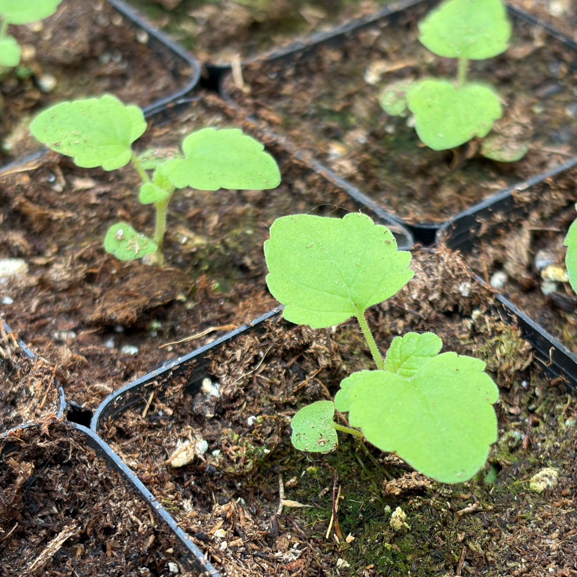 Catnip- 2" pot