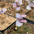 Purple basil- 2" pot