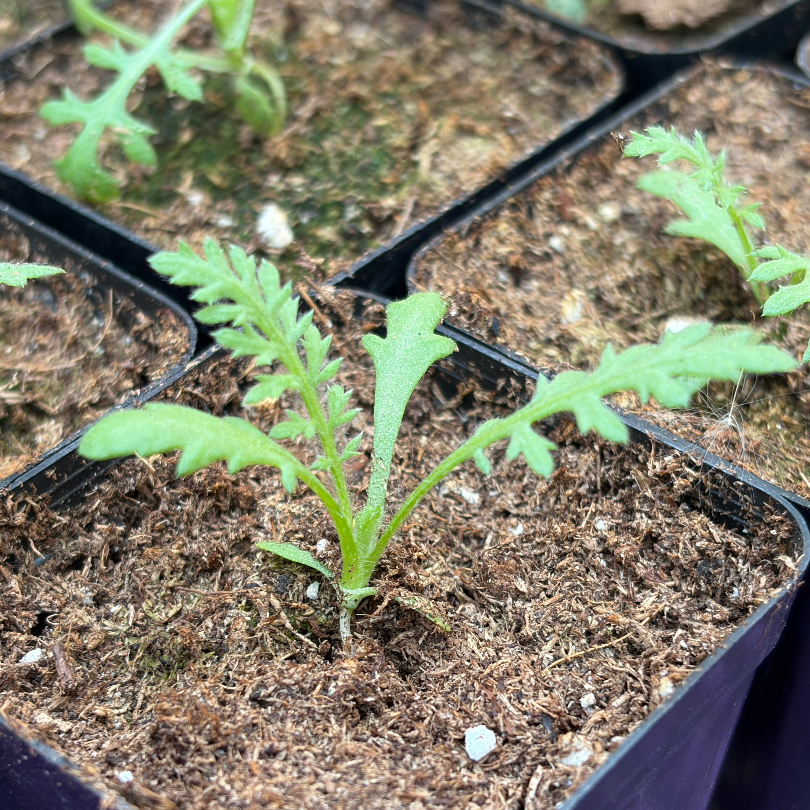 Yarrow- 2" pot