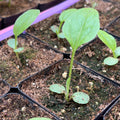 Purple coneflower- 2" pot