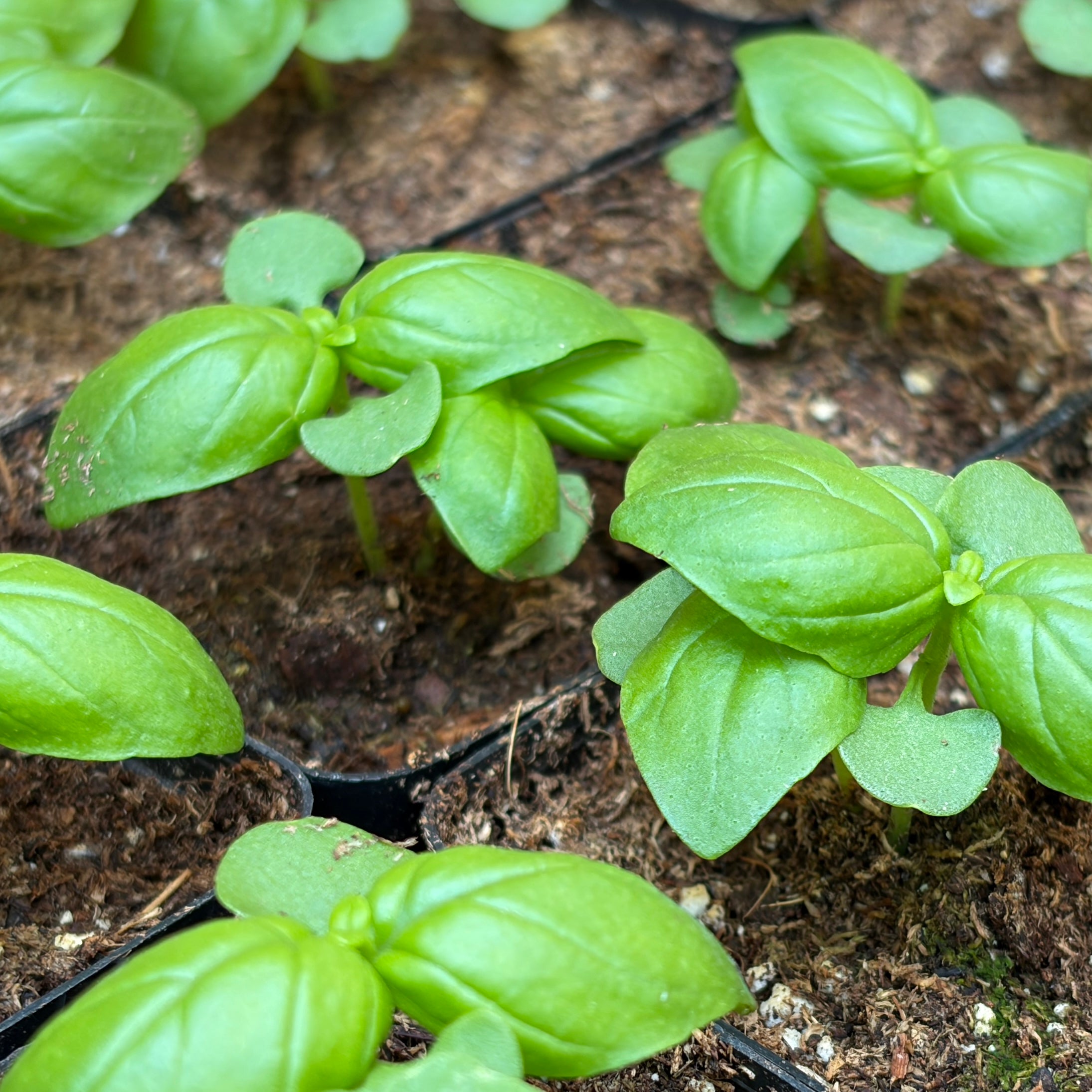 Genovese basil- 2" pot