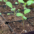Sage- 2" pot