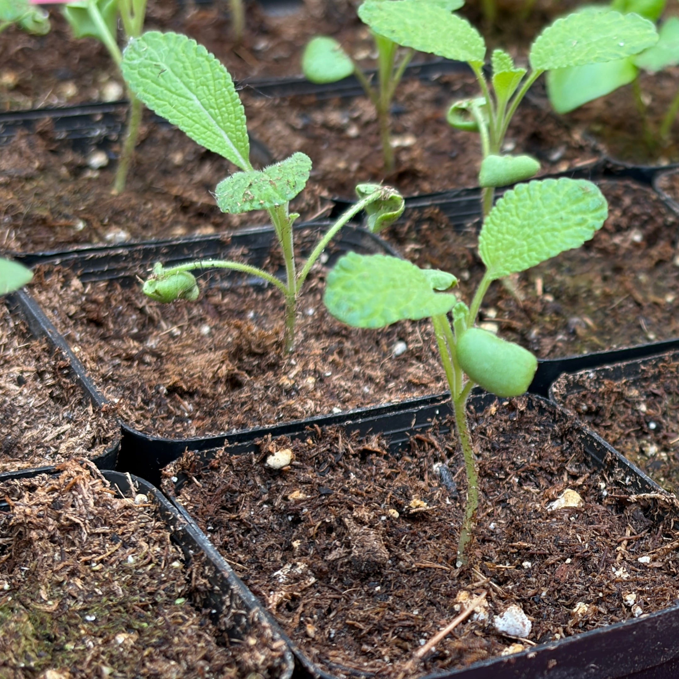 Sage- 2" pot