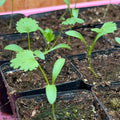 Cilantro- 2" pot