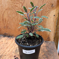 Tricolour sage- 4" pot