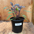 Purple sage- 4" pot