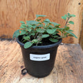 Greek oregano- 4" pot