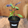 Mixed basil- 4" pot