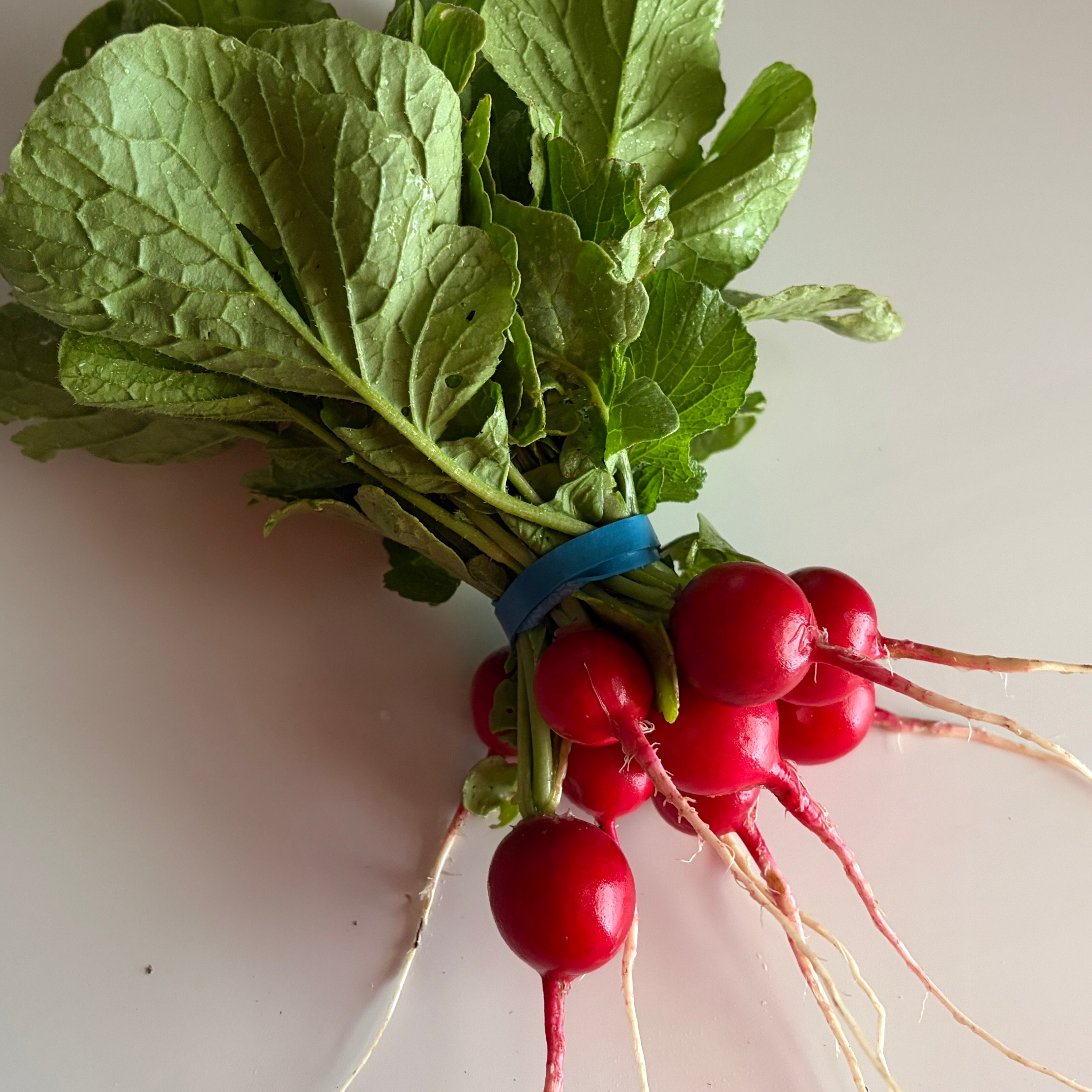 Radishes- red globe