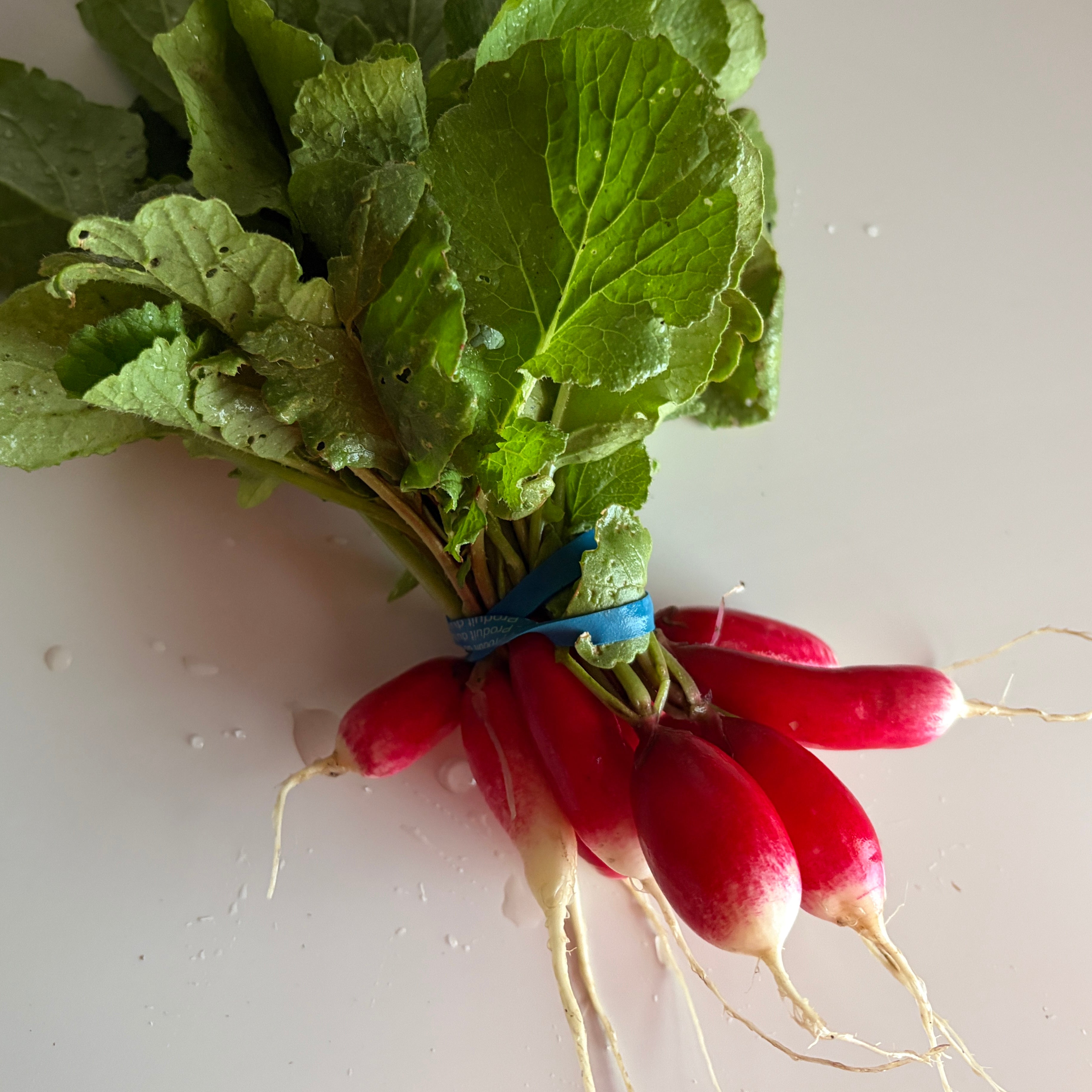 Radishes- French breakfast