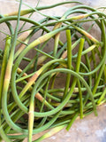 Garlic scapes