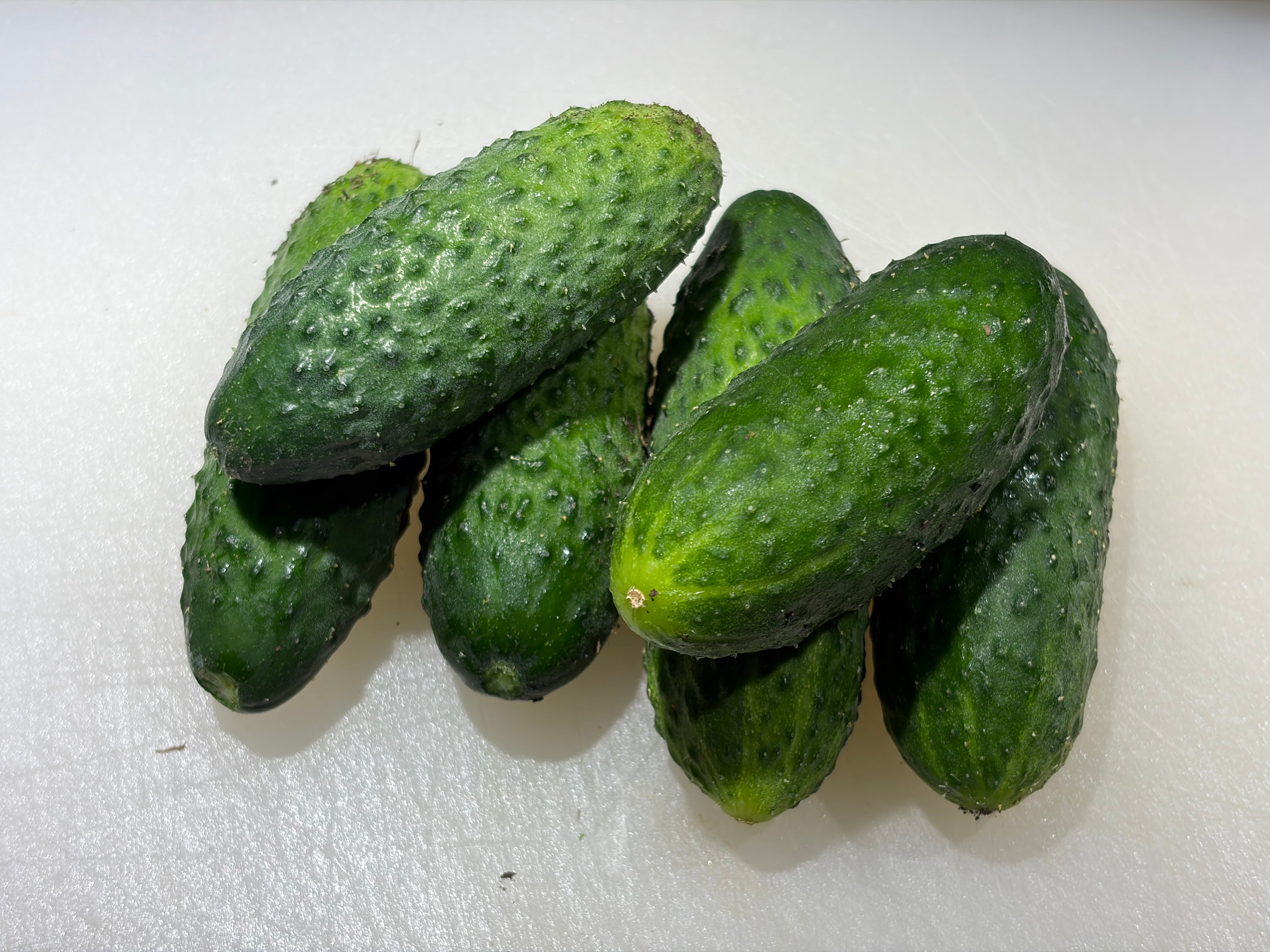 Cucumbers- pickling