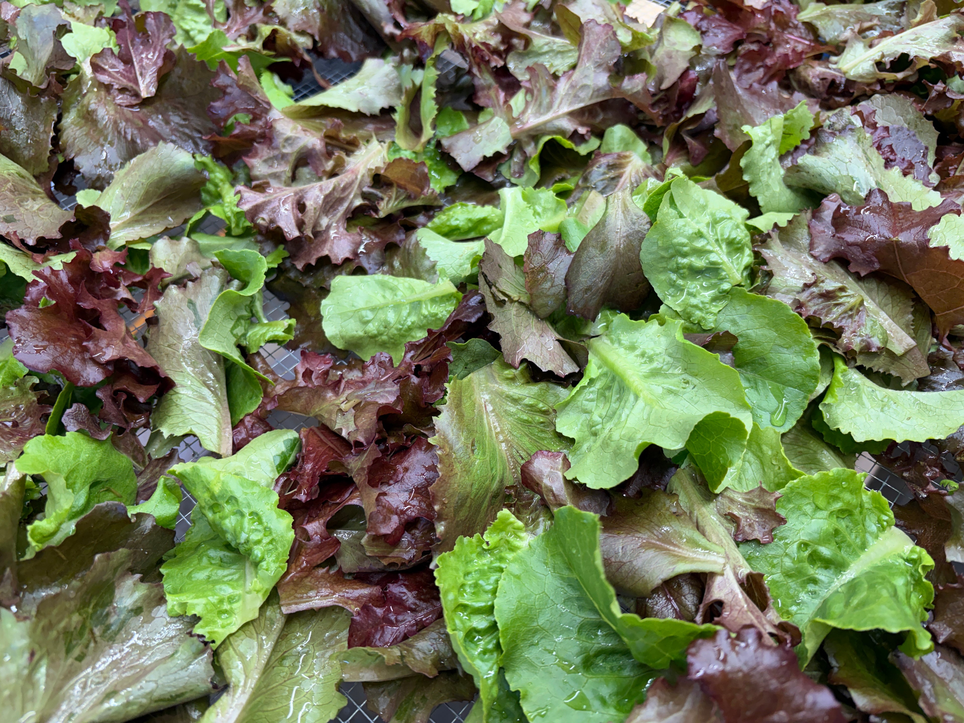 Salad mix
