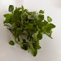 Oregano