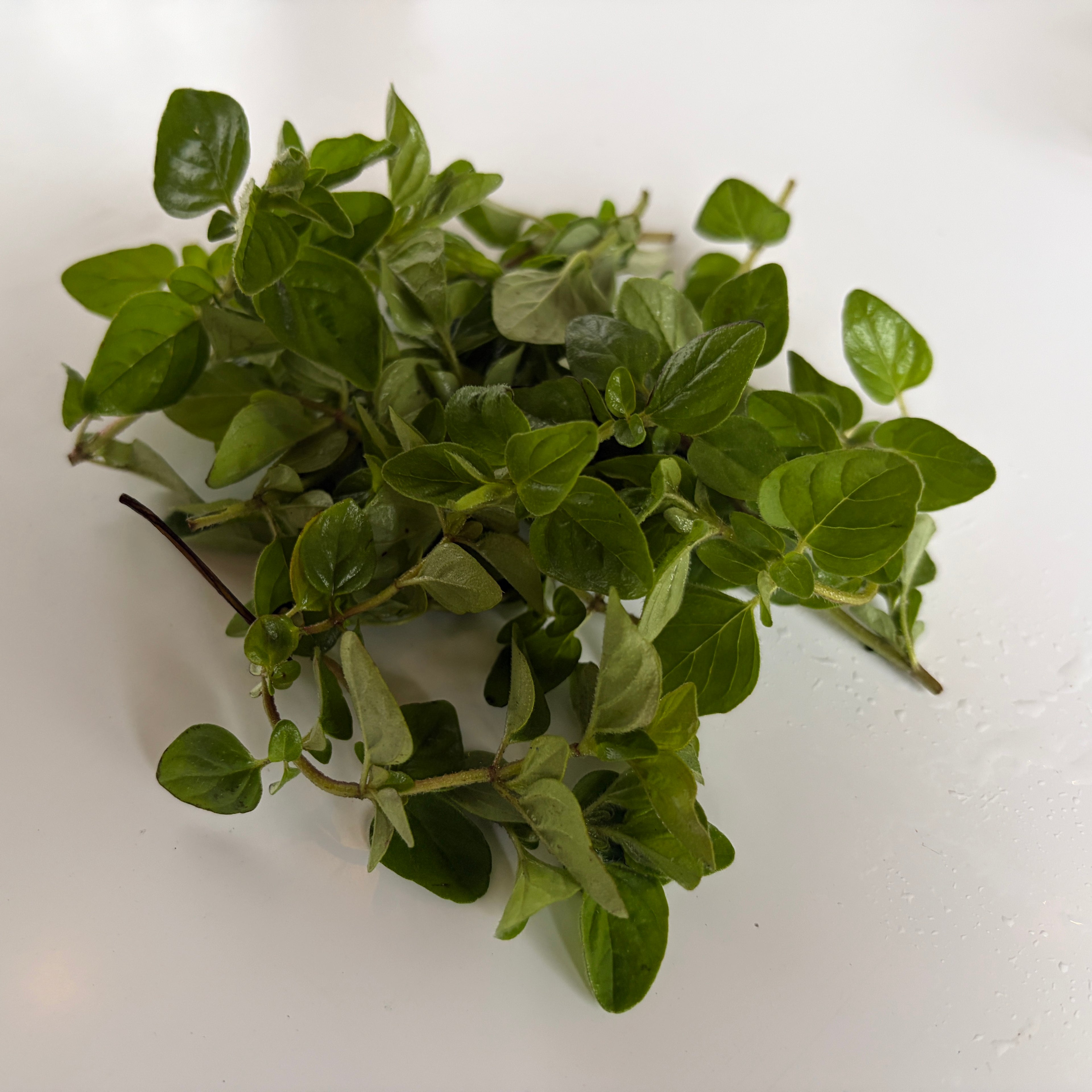 Oregano