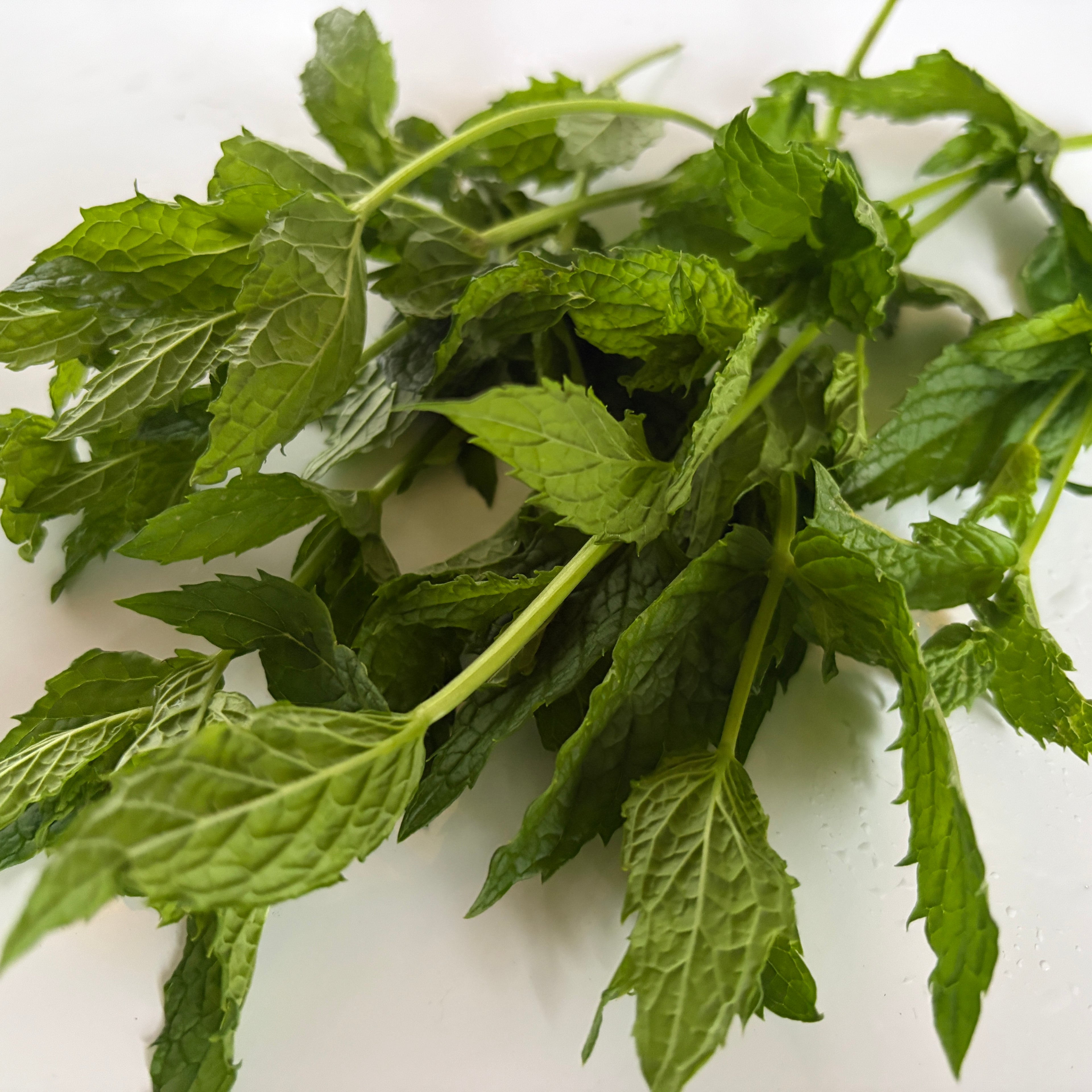 Mint