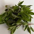 Thai basil