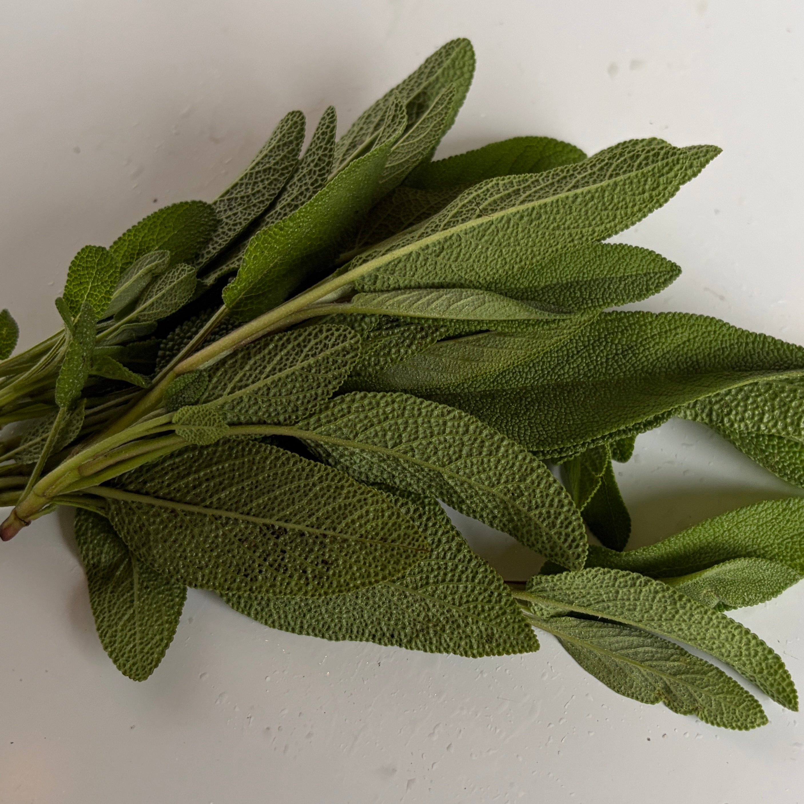Sage