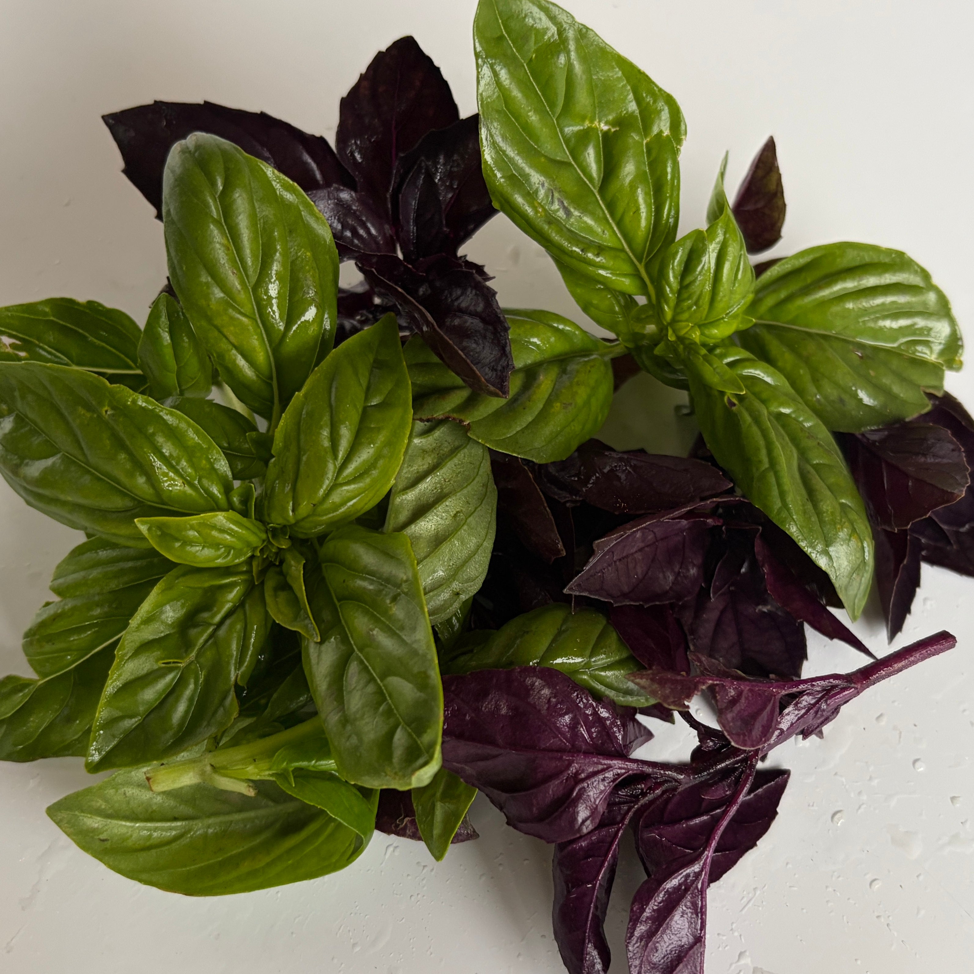 Basil- mixed