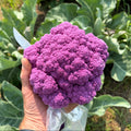 Cauliflower- purple