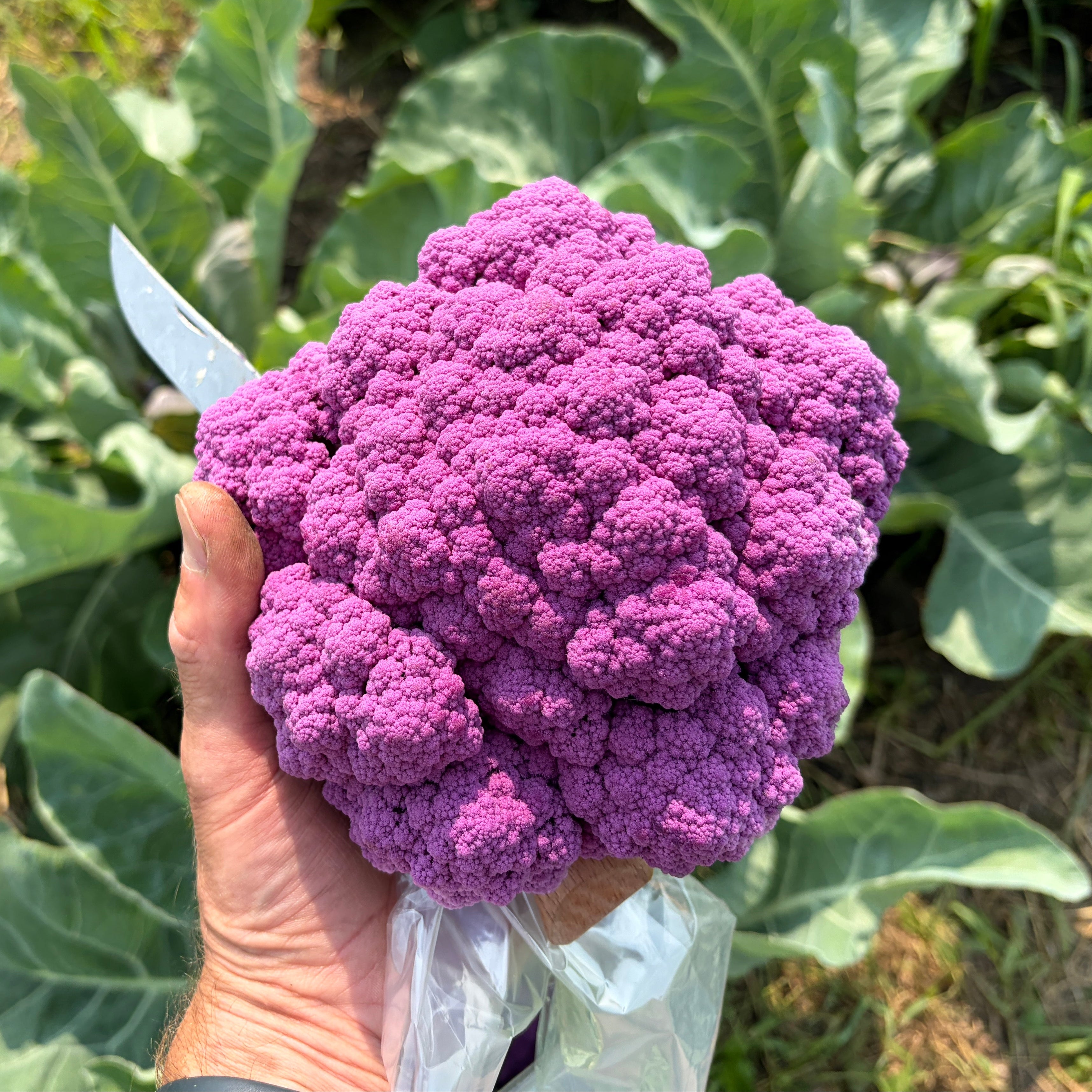 Cauliflower- purple