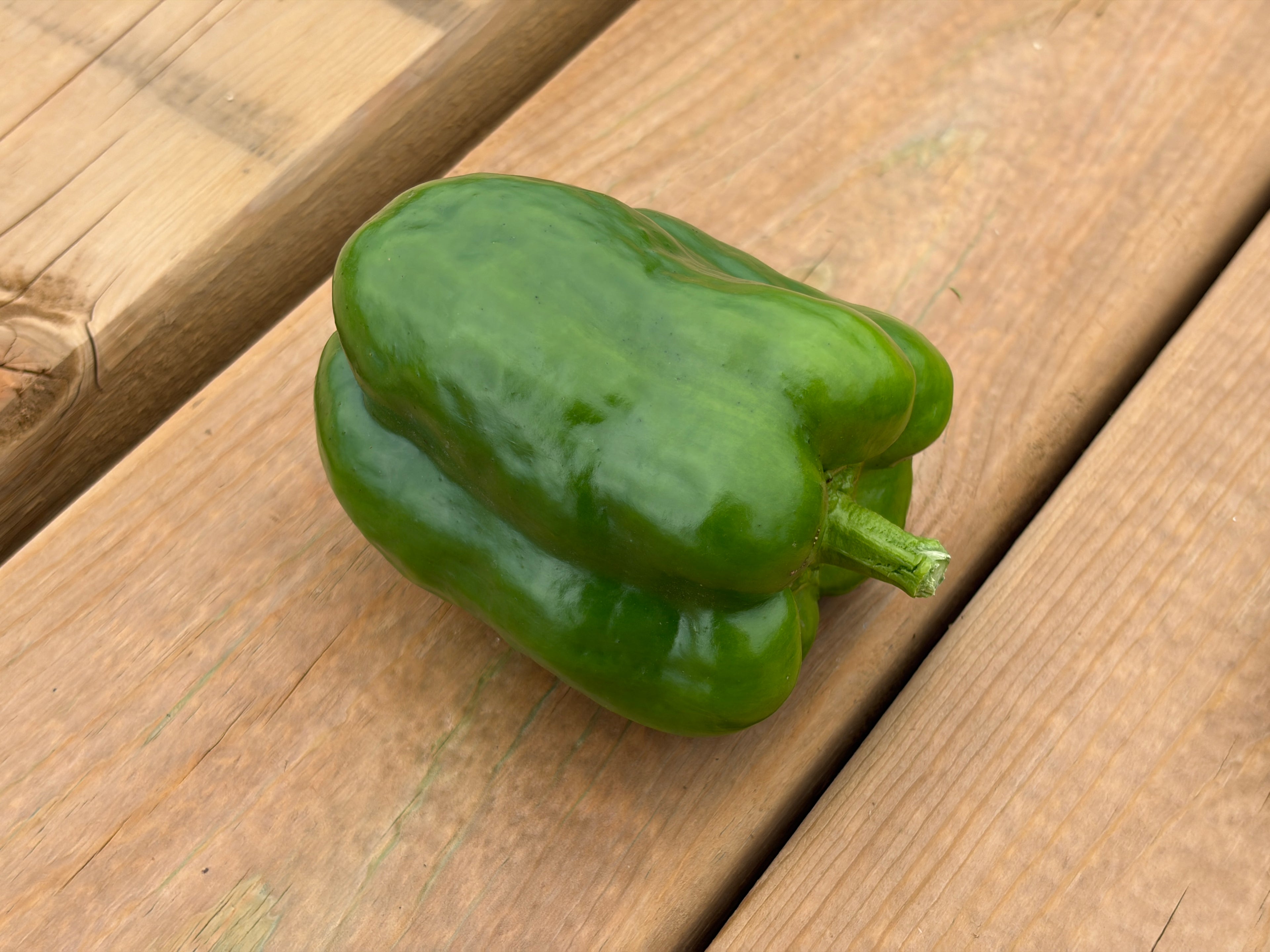 Peppers- green bell