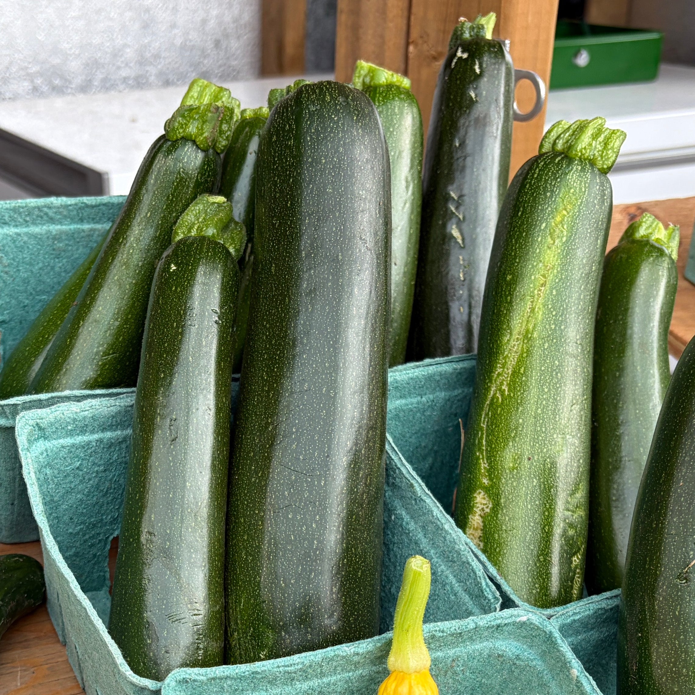 Zucchini