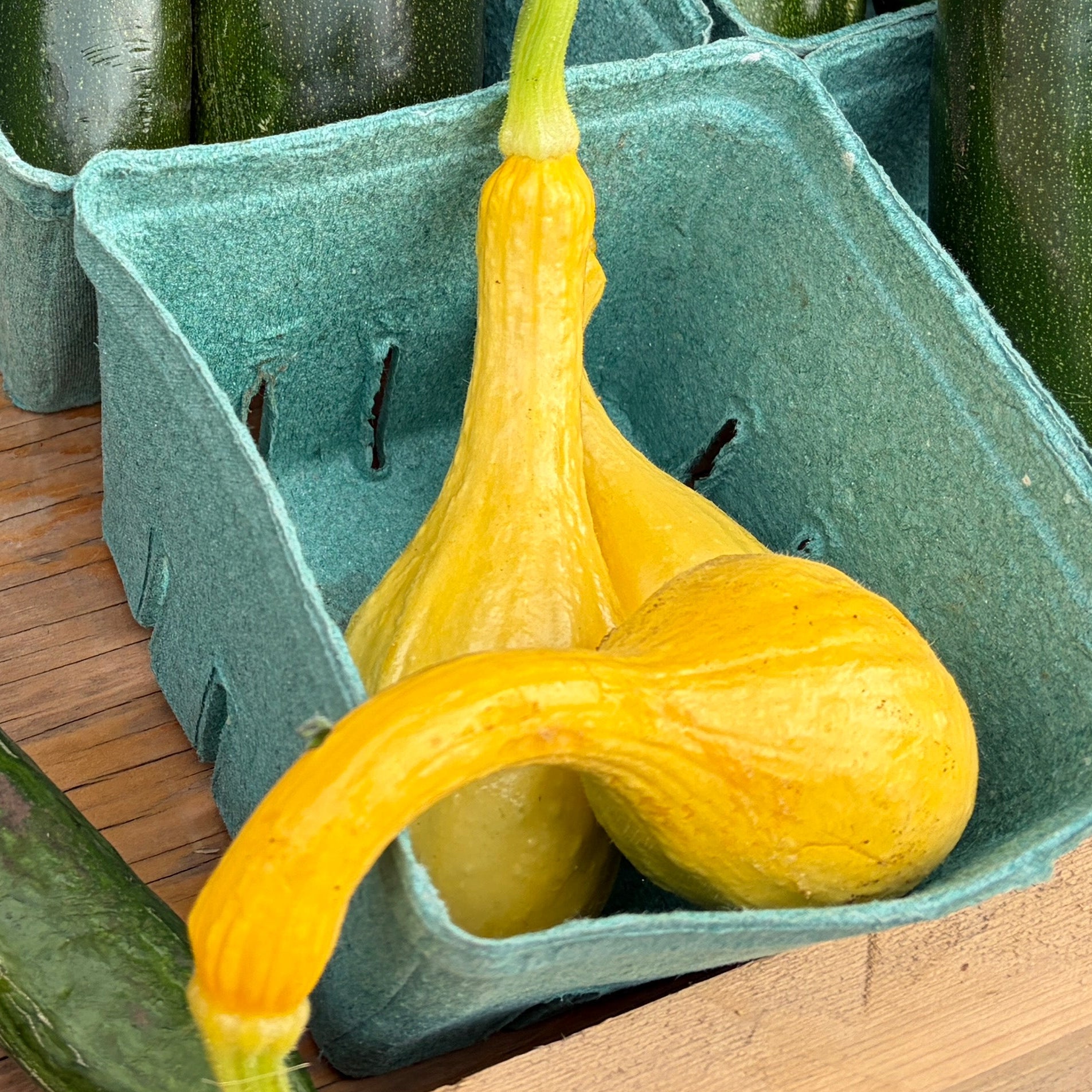 Yellow crookneck squash