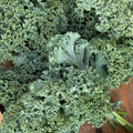 Kale