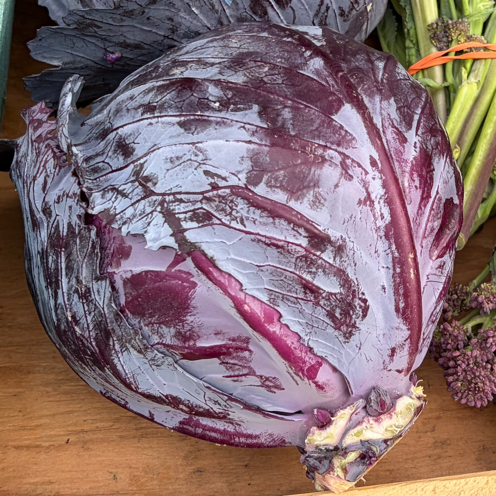 Purple cabbage