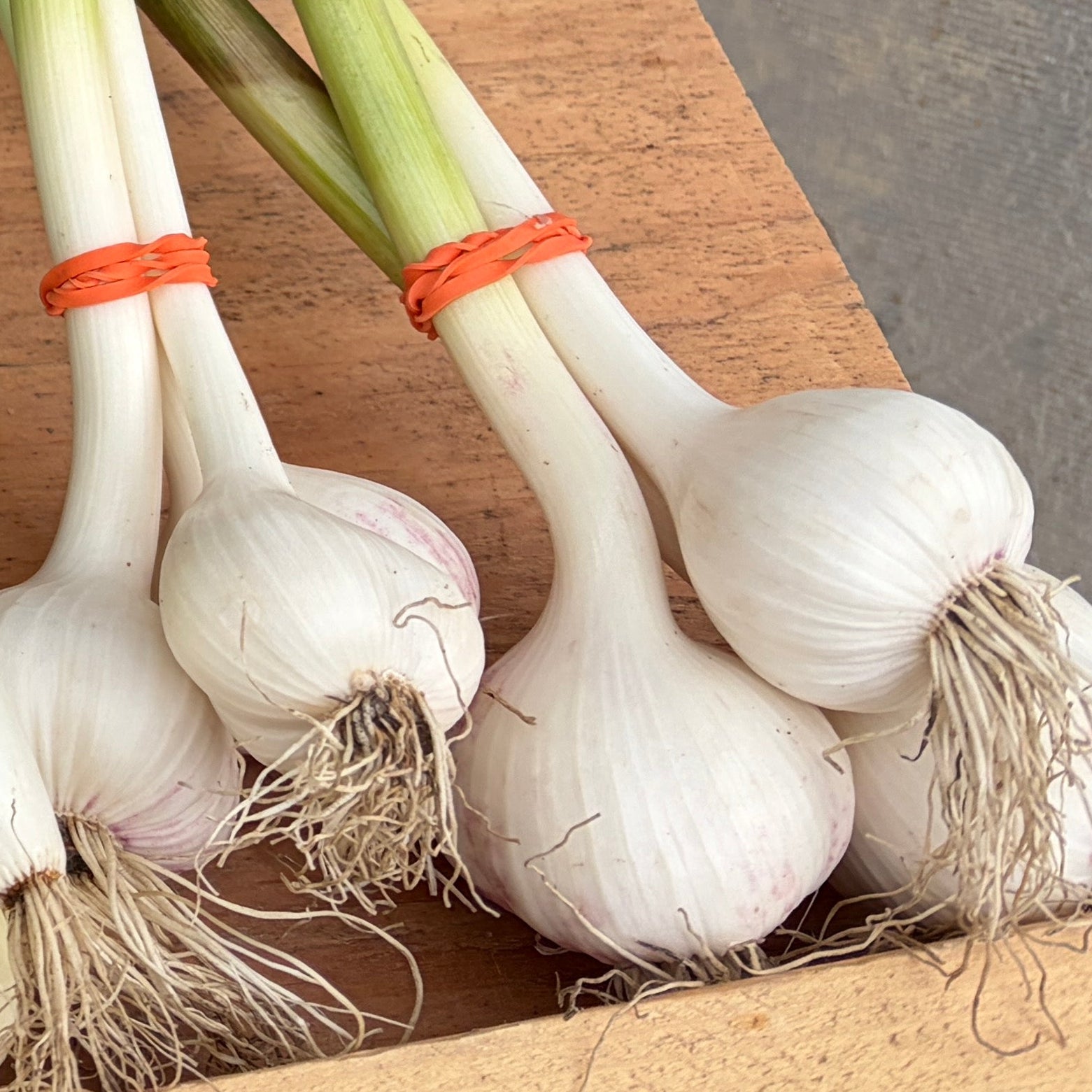 Fresh garlic