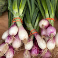 Fresh onions- red