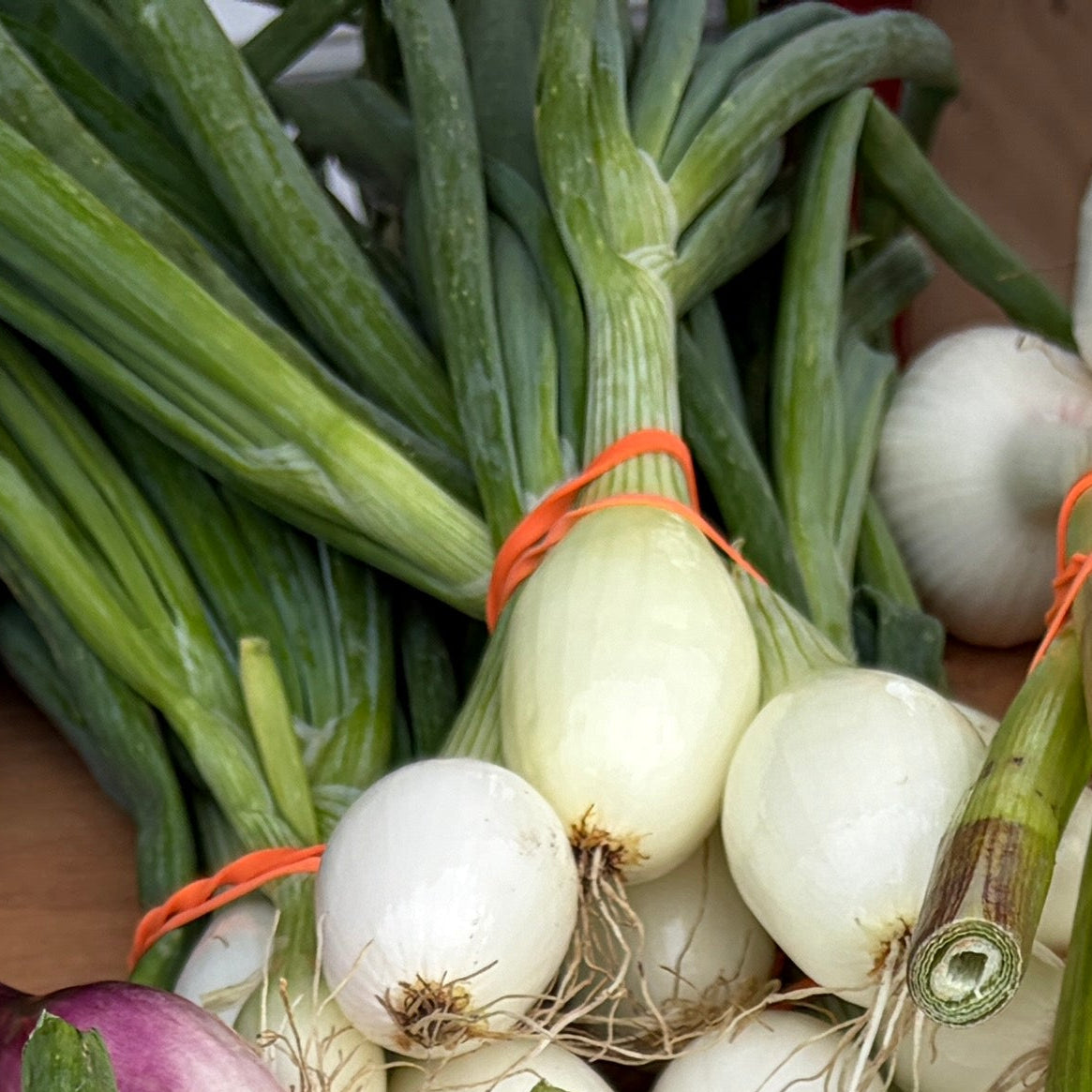 Fresh onions- white