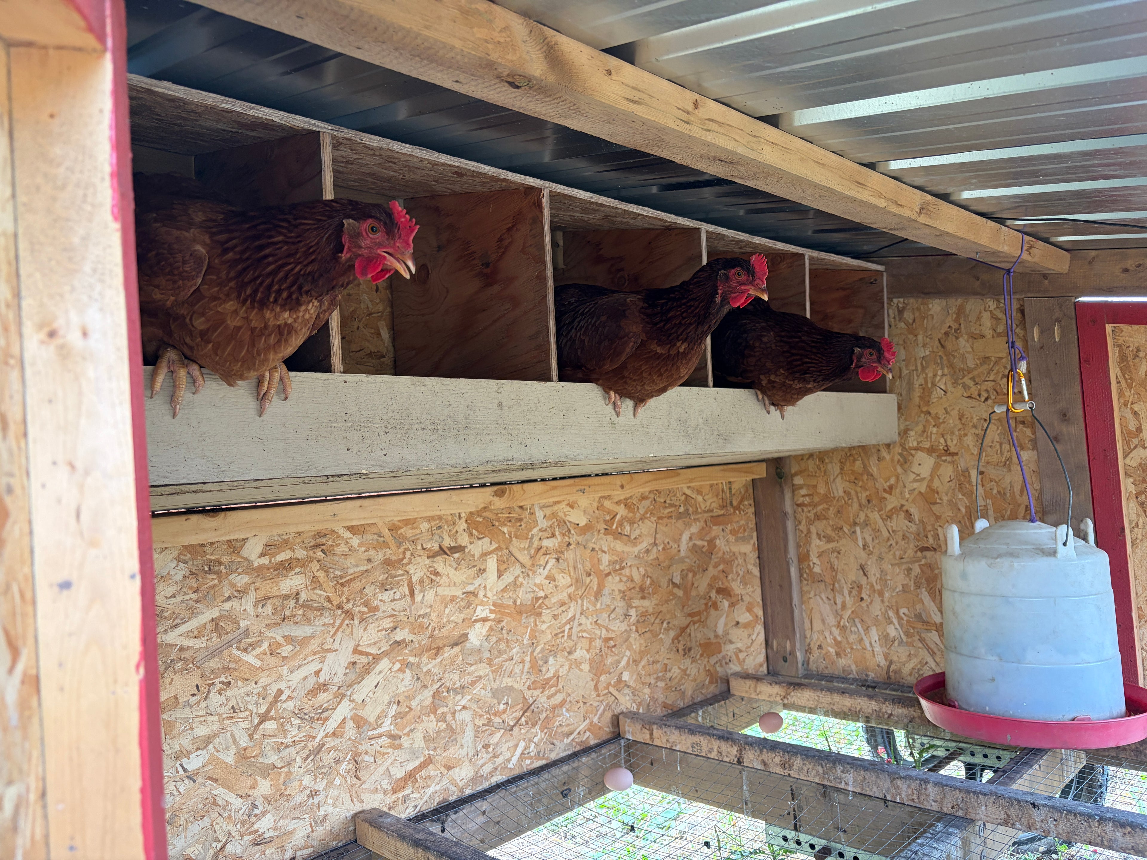 Free-range brown eggs- 1 dozen