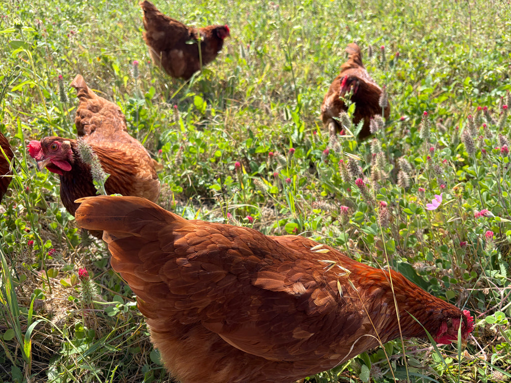 Free-range brown eggs- 1 dozen