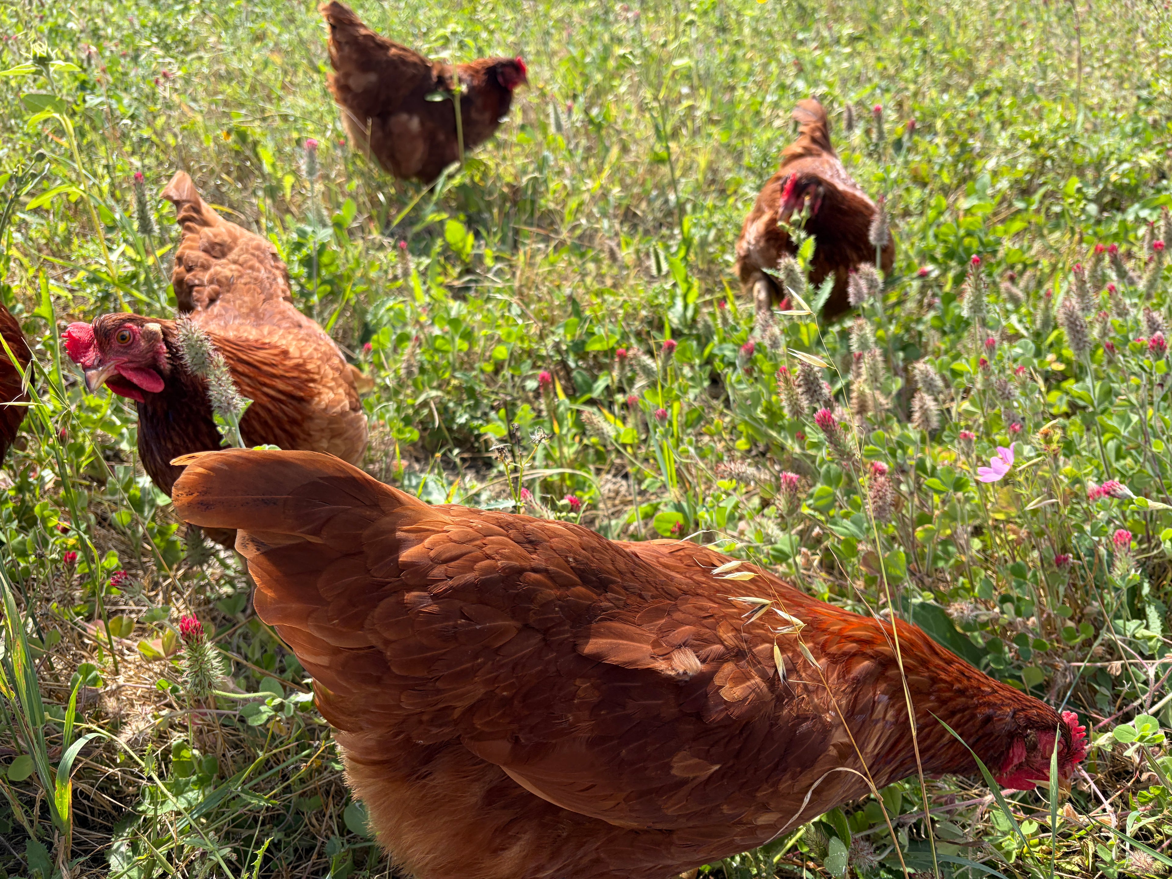 Free-range brown eggs- 1 dozen