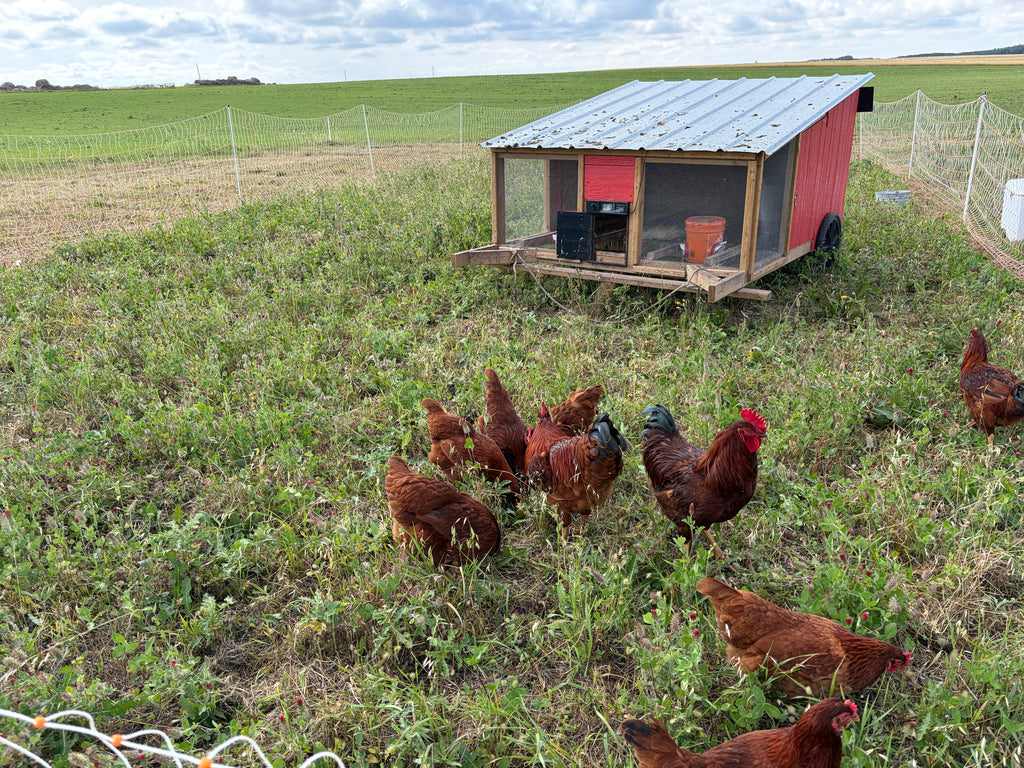 Free-range brown eggs- 1 dozen