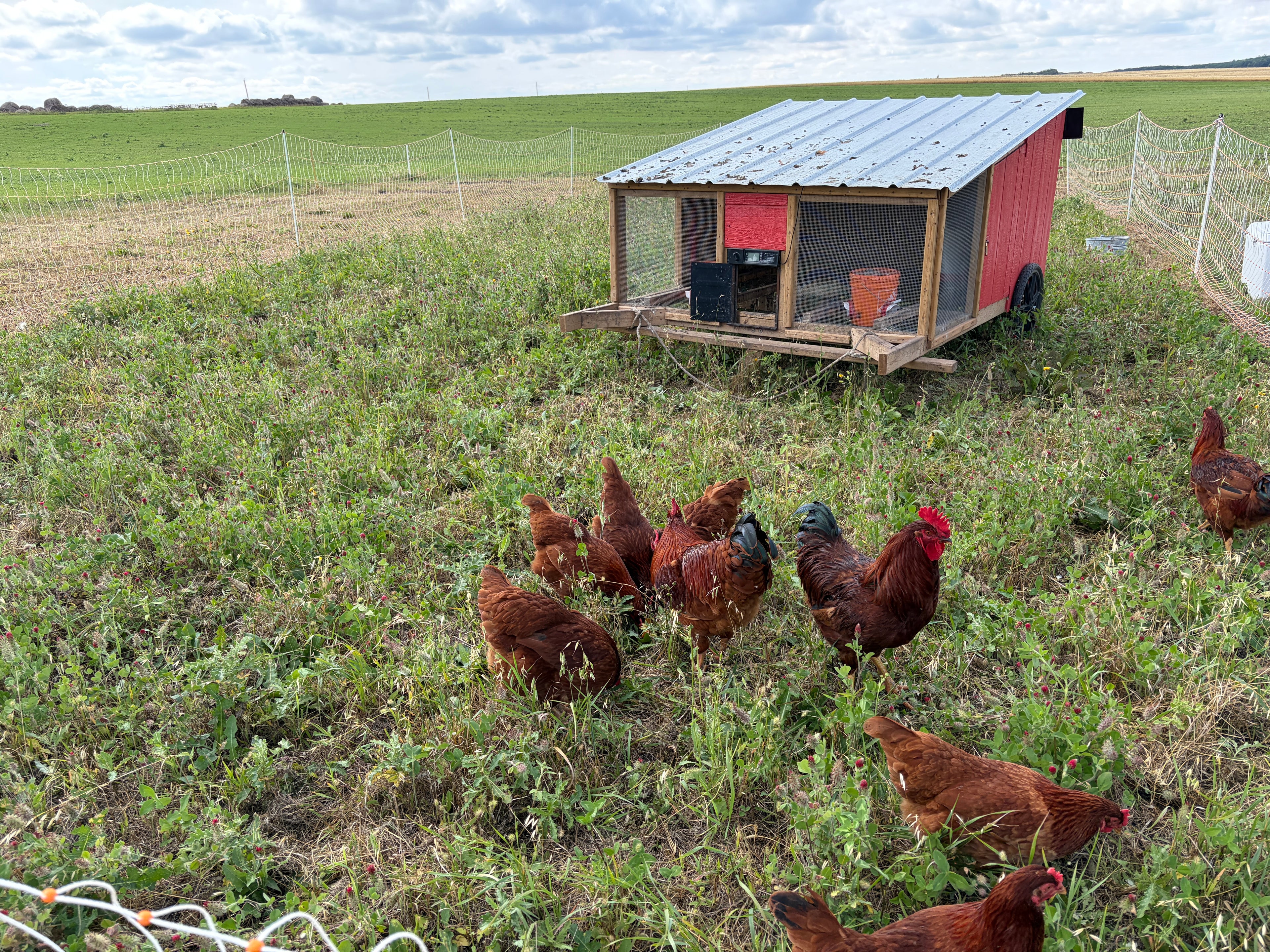 Free-range brown eggs- 1 dozen